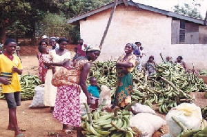 Plantain Market Women1