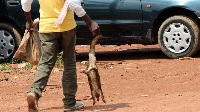 File photo: Trader holding bushmeat