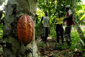 The cocoa farmers want government to construct roads in cocoa growing communities