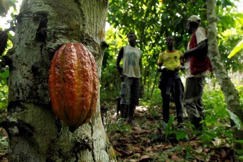 The cocoa farmers want government to construct roads in cocoa growing communities