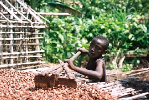 Child Drying Cocoa Beans