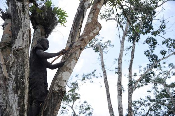 GREL to lose €550,000 investment as illegal miners encroach on rubber plantation
