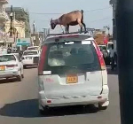 Why transporting meat, scented fish or livestock in a taxi in Ghana is illegal
