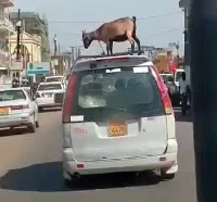 Using a taxi to transport livestock is against the law in Ghana