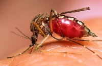 Malaria is caused by the female anopheles mosquito