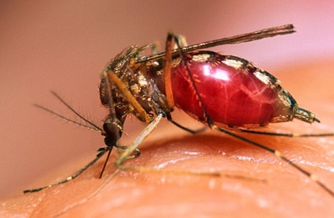 A female anopheles mosquito causes malaria