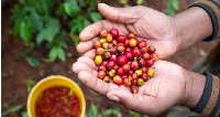 Once harvested the beans need to be taken from the berries and then dried