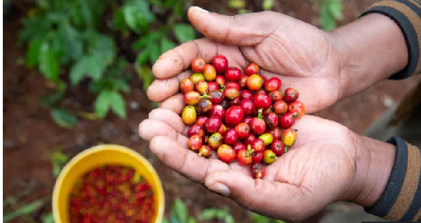 Once harvested the beans need to be taken from the berries and then dried