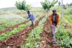 File photo of farmers cultivating their land