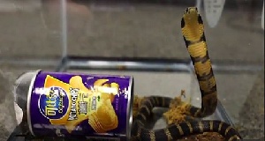 Cobras In Potato Chip Cans