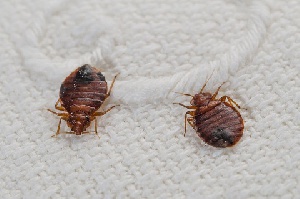 Bed Bugs 33229