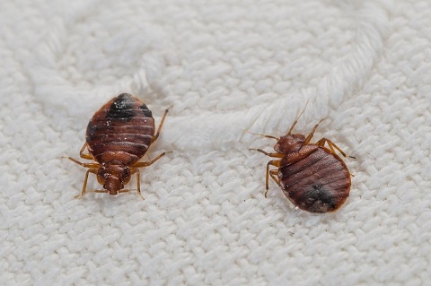 Bed bugs hide in the crux of one's home and bite into the skin, drinking blood