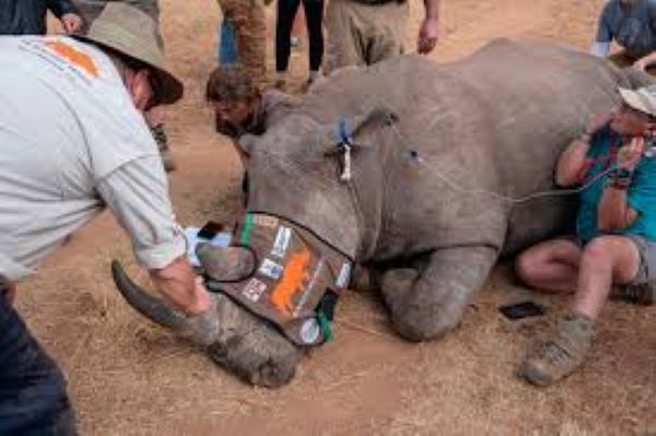 Professor James Larkin (pictured) with a rhino that had just been injected, says the process is safe