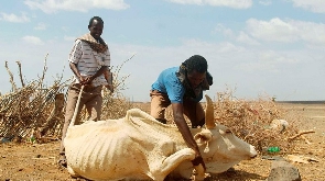 Herders assist an emaciated cow to stand in North Horr, Marsabit County in Kenya