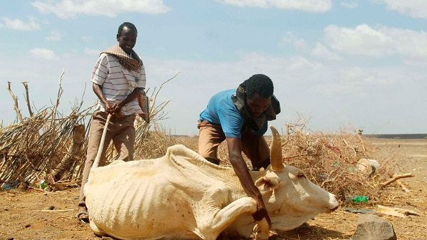 Herders assist an emaciated cow to stand in North Horr, Marsabit County in Kenya