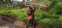 File photo of a child carrying wood