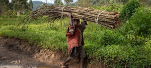 File photo of a child carrying wood