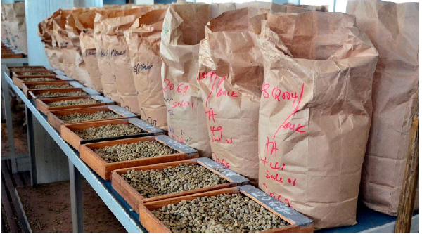 Variety of coffee beans from various farms all over the country displayed for auction.