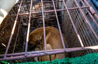 Caged dogs are seen in a truck during a protest by dog farmers