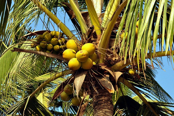 File Photo: Coconut tree