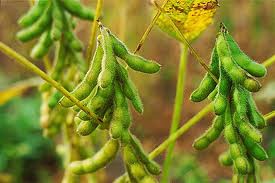 Soya Bean Plant