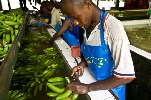 Banana Farmers