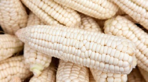 Aflatoxins are produced by certain molds which grow on agricultural crops such as poorly dried maize