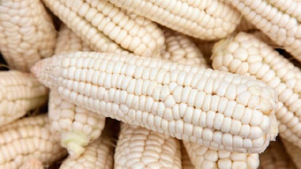 Aflatoxins are produced by certain molds which grow on agricultural crops such as poorly dried maize