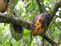 A diseased cocoa tree