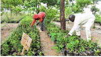 Refugees work in the tree nursery at the camp in Minawao, Far North region, Cameroon