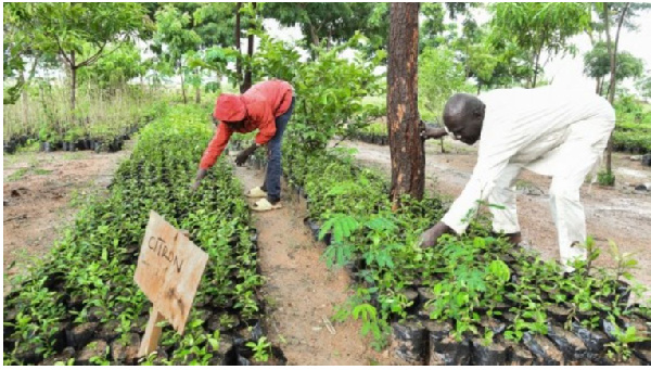 Refugees work in the tree nursery at the camp in Minawao, Far North region, Cameroon