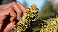 A farmer tends to dried cannabis bundle in Ketama, in the Northern Rif Mountains, Morocco