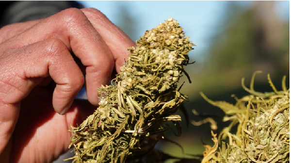 A farmer tends to dried cannabis bundle in Ketama, in the Northern Rif Mountains, Morocco