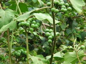 Turkey Berry Tree