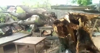 A picture of that broken tree that fell on the women