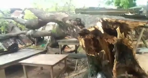 A picture of that broken tree that fell on the women