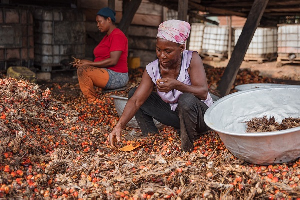 In Ghana, smallholders are responsible for managing approximately 81% of the country’s oil palm