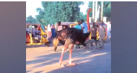 People were filmed gathering to watch an ostrich that escaped from the zoo, but has been recaptured