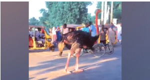 People were filmed gathering to watch an ostrich that escaped from the zoo, but has been recaptured