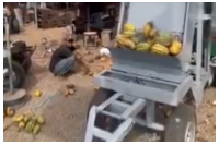 The machine separates cocoa beans from the pod husks