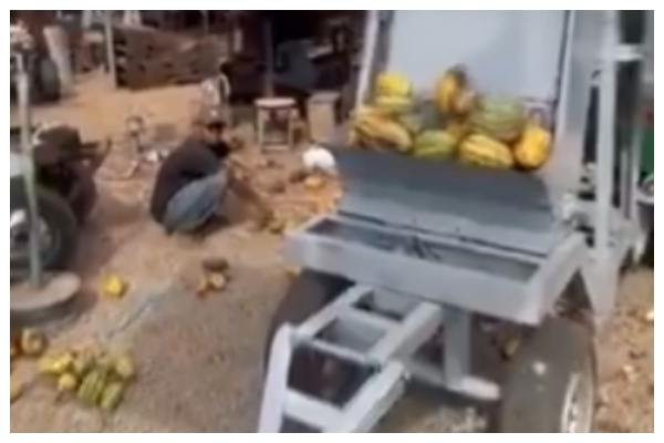 The machine separates cocoa beans from the pod husks