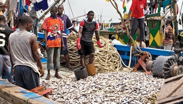 Saiko to collapse pelagic fishery industry in 3years - EJF