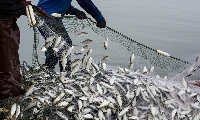 By 2030 it is estimated that a total of 181 million MT of aquatic foods will be consumed