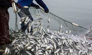 Industrial Overfishing Fishing Fish