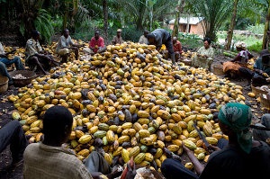 Farmers harvest cocoa