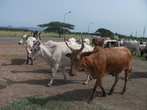 Cow In Ghana