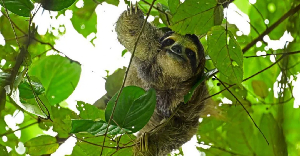 A three-toed sloth hangs from a branch at the Metropolitan Natural Park in Panama City