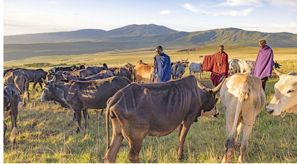 Maasai herders graze their cows in the Ngorongoro conservation area.