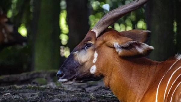 The mountain bongos have to go through a series of adaptation phases