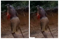A physically challenged illegal miner fleeing the galamsey site
